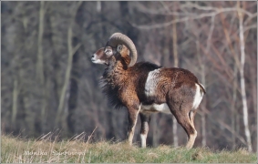 <p>MUFLON (Ovis musimon) Šluknovsko - Harta /Mouflon - Mufflon/ </p>
